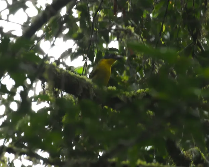 File:Malaconotus alius - Mikael Bauer - 13198259.jpeg