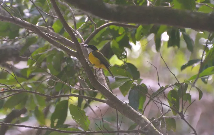 File:Pachycephala chlorura - Dominik Maximilián Ramík - 535084512.jpeg