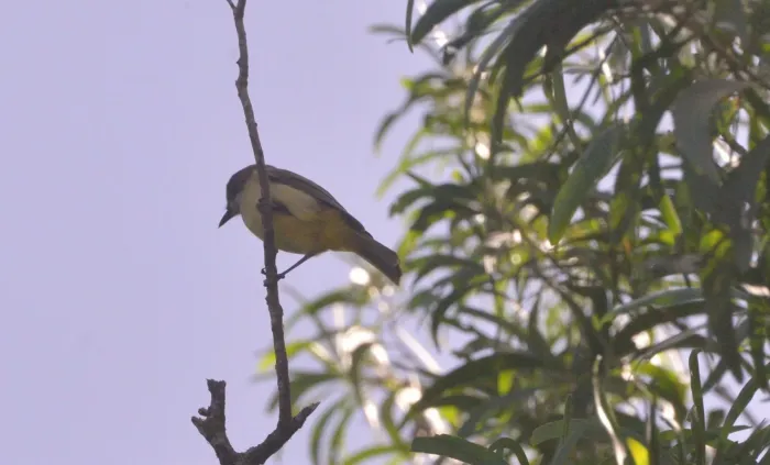 File:Pachycephala chlorura cucullata - Dominik Maximilián Ramík - 534761043.jpeg