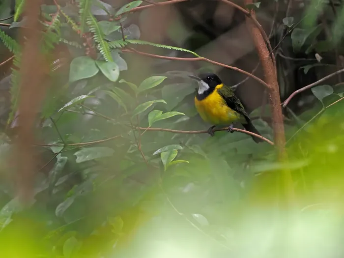 File:Pachycephala macrorhyncha - James Eaton - 583509679.jpeg