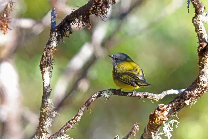File:Pachycephala lorentzi - Nigel Voaden - 3080298.jpeg