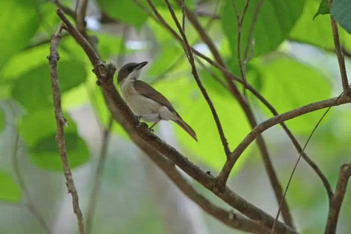 File:Pachycephala phaionota - James Eaton - 440527535.jpeg