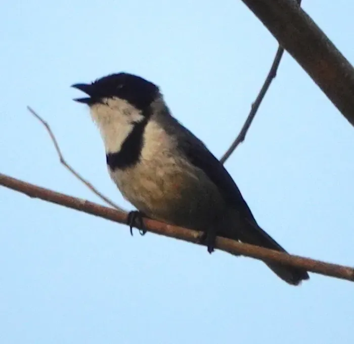 File:Pachycephala arctitorquis kebirensis - desertnaturalist - 332125101.jpeg