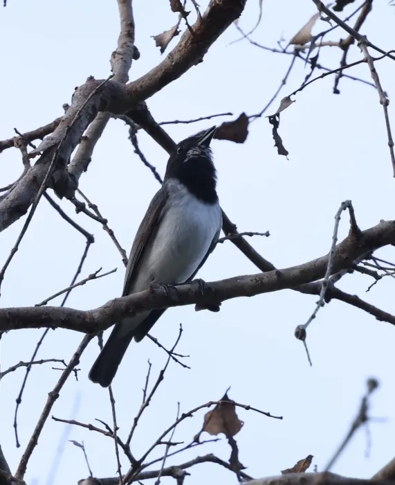 File:Pachycephala leucogastra - Abby Darrah - 577444829.jpeg