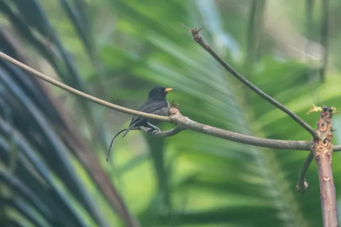 File:Myzomela tristrami - Euan Moore - 609428399.jpeg