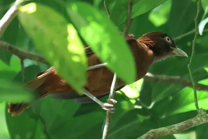 File:Pseudorectes ferrugineus - Rémi Bigonneau - 597633167.jpeg