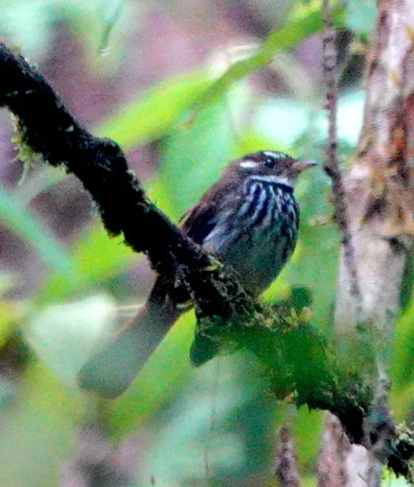 File:Rhipidura dedemi - desertnaturalist - 247224148.jpeg