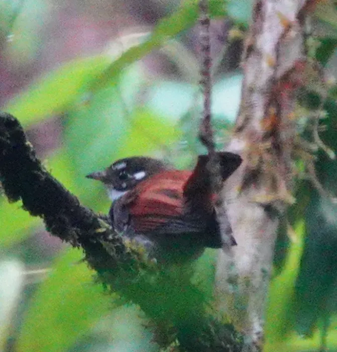 File:Rhipidura dedemi - desertnaturalist - 247224215.jpeg