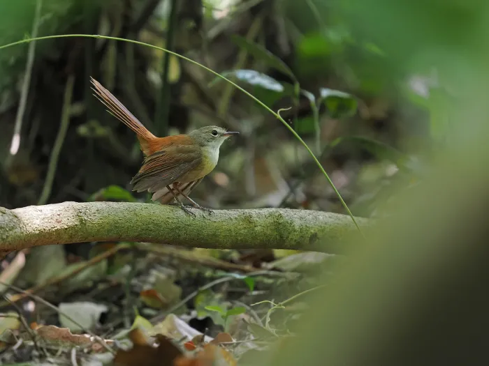 File:Rhipidura opistherythra - James Eaton - 337787652.jpeg