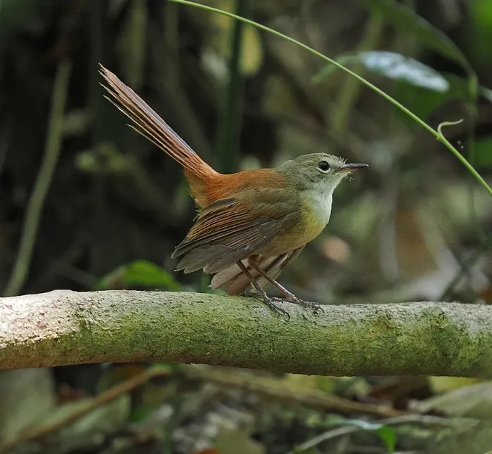 File:Rhipidura opistherythra - James Eaton - 337787652 (cropped).jpeg