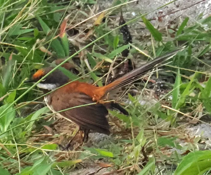 File:Rhipidura semicollaris mimosae - desertnaturalist - 332522259.jpeg