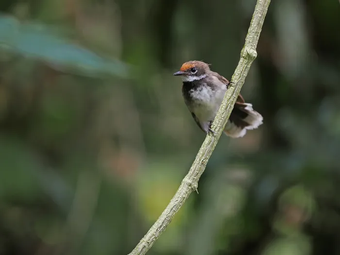 File:Rhipidura semicollaris - James Eaton - 337787669.jpeg