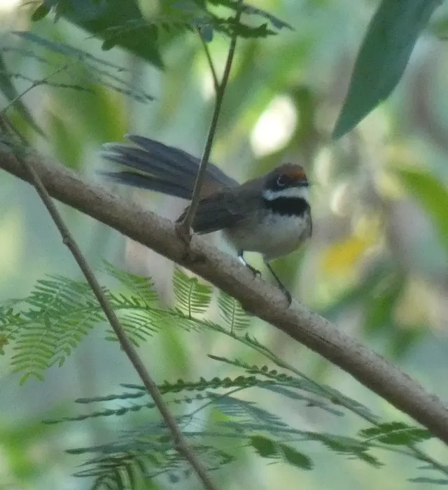 File:Rhipidura semicollaris - River Ahlquist - 332751601.jpeg