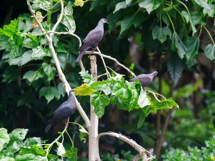 File:Columba vitiensis vitiensis, Kadavu, Fiji 2.jpg