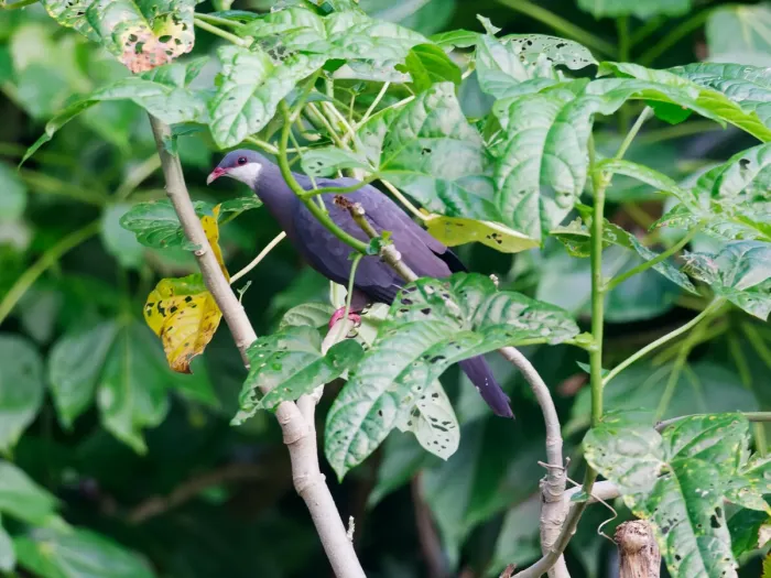 File:Columba vitiensis vitiensis, Kadavu, Fiji 1.jpg