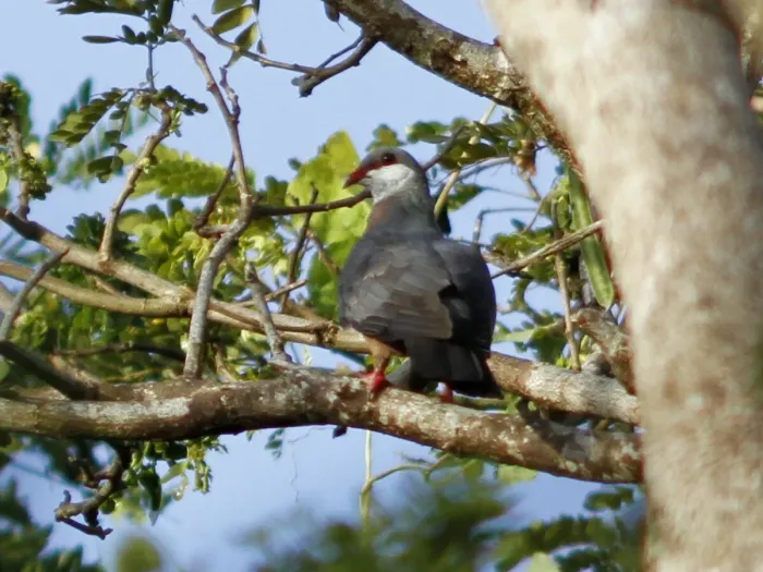 File:Columba vitiensis vitiensis, Cakaudrove, Fiji 1.jpg