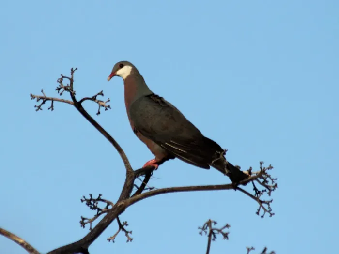 File:Columba vitiensis vitiensis, Nacula, Fiji 1.jpg