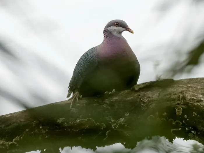 File:Columba vitiensis griseogularis, San Remigio, Panay, Philippines 8.jpg