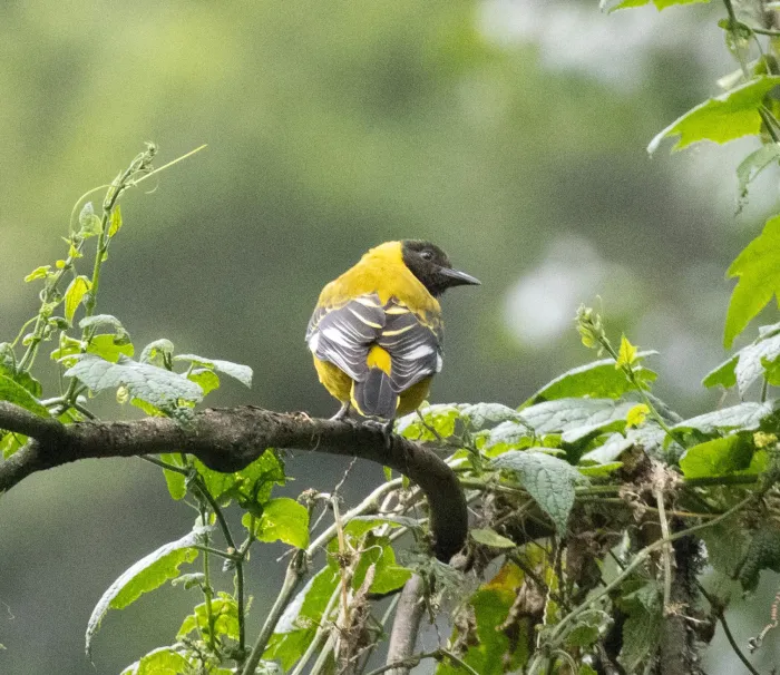 File:Oriolus percivali - avocat - 602207636.jpeg