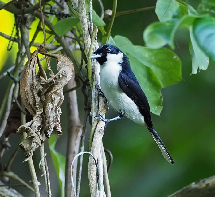 File:Symposiachrus loricatus - James Eaton - 416866078 (cropped).jpeg