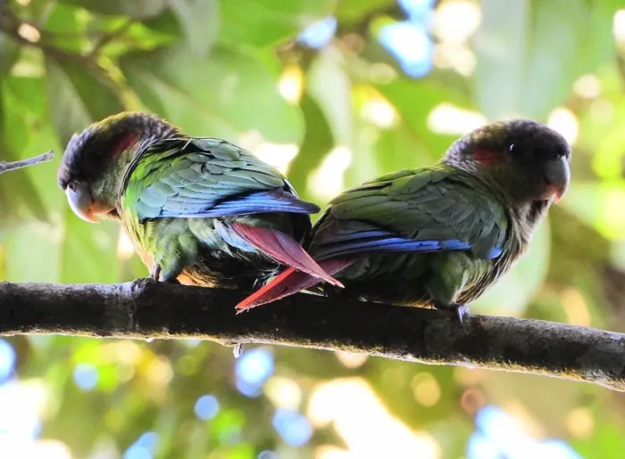 File:Pyrrhura hoematotis - beto matheus - 346121190.jpeg