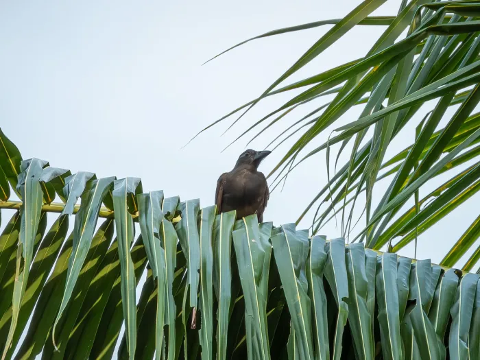 File:Lycocorax pyrrhopterus pyrrhopterus - Jason Alexander - 526333060.jpeg