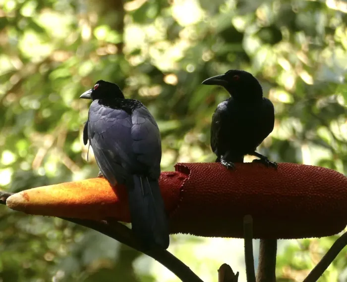 File:Manucodia chalybatus - Jean-Paul Boerekamps - 341061008.jpeg