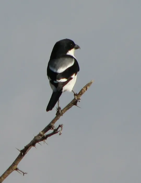 File:Lanius somalicus - desertnaturalist - 53852796.jpeg