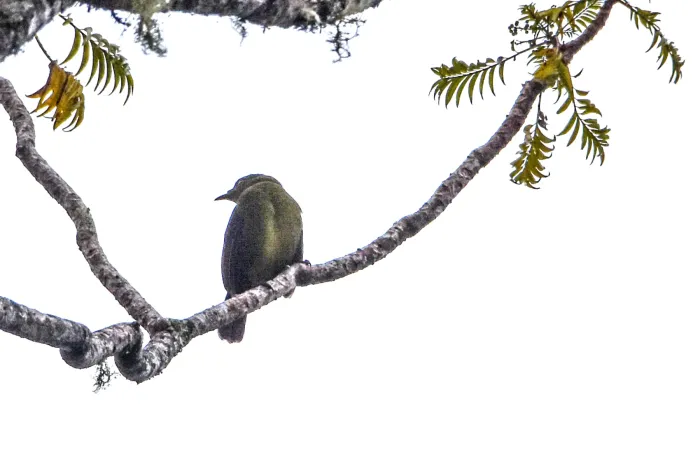 File:Cnemophilus loriae - Jay Pruett - 335852563.jpeg