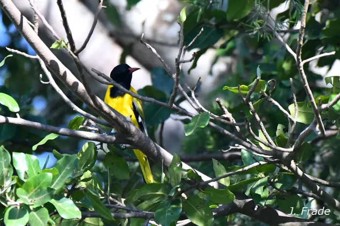 File:Oriolus percivali - jafrade - 586067307.jpeg