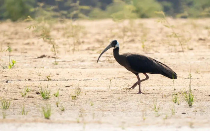 File:Pseudibis davisoni - Forest Botial-Jarvis - 283747123.jpeg