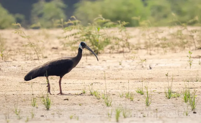 File:Pseudibis davisoni - Forest Botial-Jarvis - 283747138.jpeg