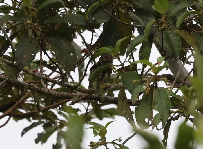 File:Glaucidium parkeri - Don Wellmann - 599799653.jpeg