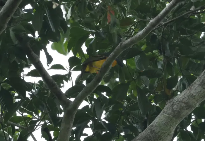 File:Malaconotus lagdeni - Don Wellmann - 452637717.jpeg