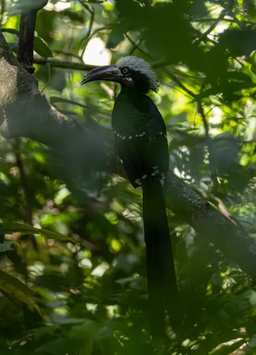 File:Horizocerus cassini.jpg