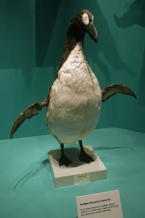 File:Pinguinus impennis Naturhistoriska Riksmuseet.jpg