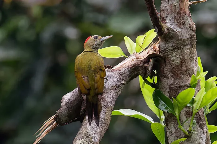 File:Dendropicos elliotii - Lionel CASSET - 461375297.jpeg