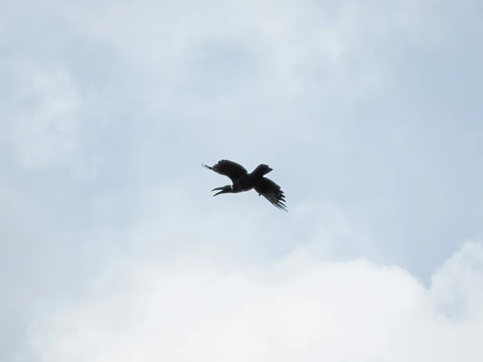 File:Corvus validus - Jason Alexander - 526333520.jpeg