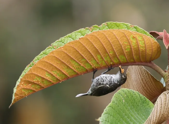 File:Melanocharis crassirostris - Abby Darrah - 579806570.jpeg