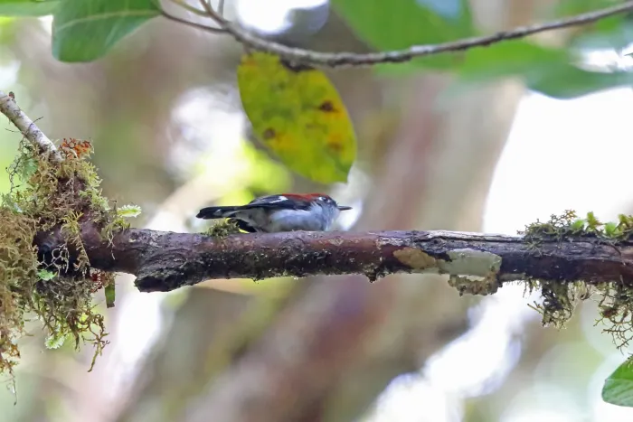 File:Eugerygone rubra - Nigel Voaden - 3294694.jpeg