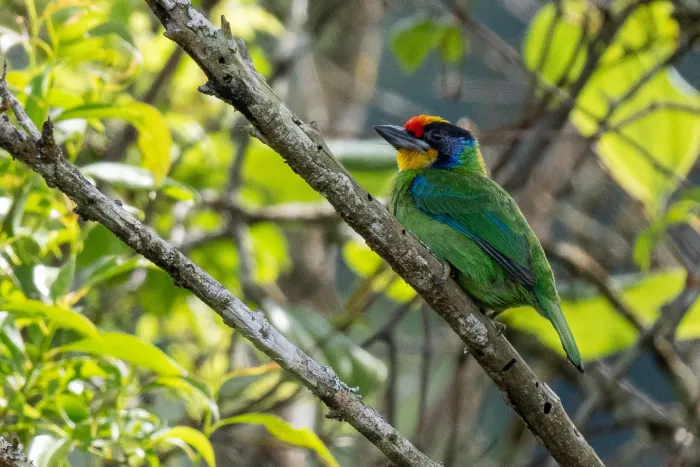 File:Psilopogon auricularis - Forest Botial-Jarvis - 385764868.jpeg