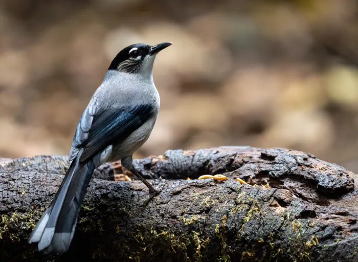 File:Heterophasia desgodinsi - Forest Botial-Jarvis - 385764763.jpeg