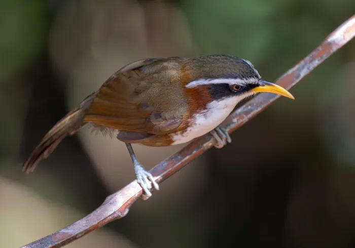 File:Pomatorhinus schisticeps - Forest Botial-Jarvis - 385764410.jpeg