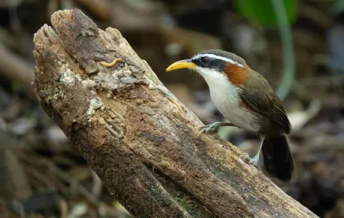 File:Pomatorhinus schisticeps - Forest Botial-Jarvis - 385766319.jpeg