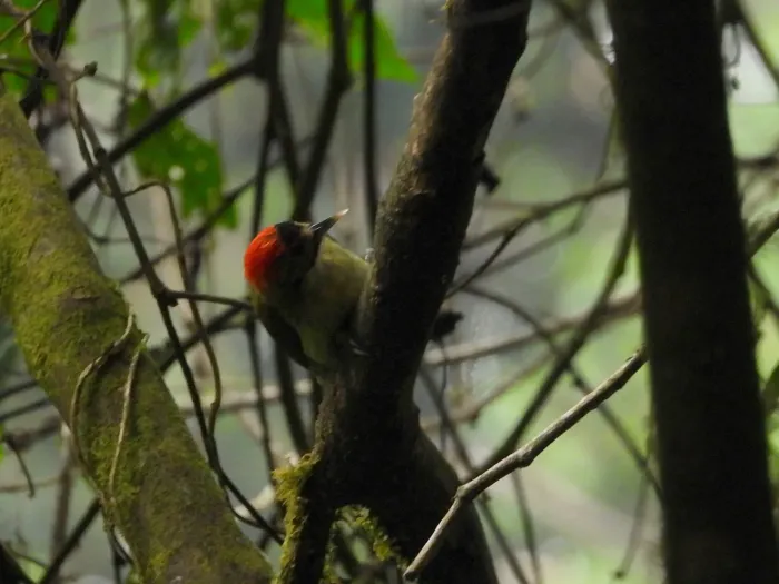 File:Dendropicos elliotii - César María Aguilar Gómez - 607861774.jpeg