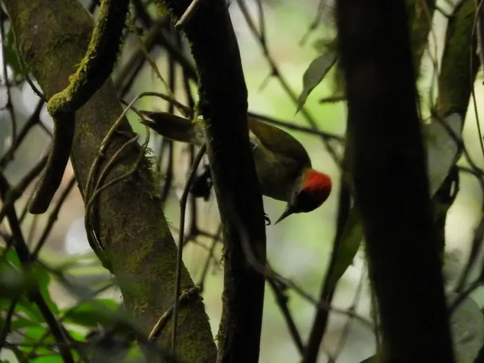 File:Dendropicos elliotii - César María Aguilar Gómez - 607861777.jpeg