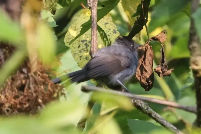 File:Elminia nigromitrata - Tommy Andriollo - 447905624.jpeg