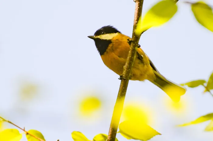 File:Poecile davidi - Jay Pruett - 347881461.jpeg