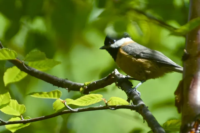 File:Poecile davidi - Jay Pruett - 347890371.jpeg