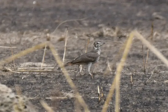 File:Pinarocorys erythropygia - Zac Peterson - 606234237.jpeg